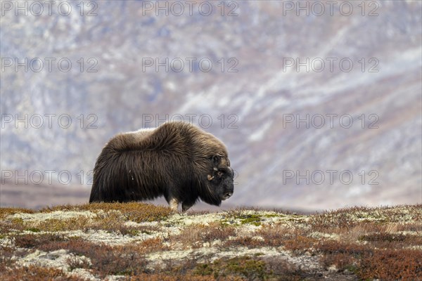 Musk ox