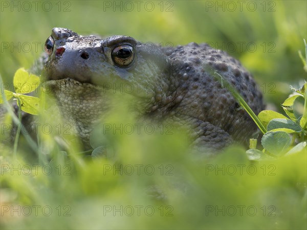 Common toad