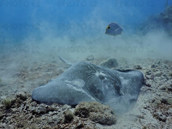 American stingray