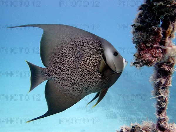 Gray angelfish