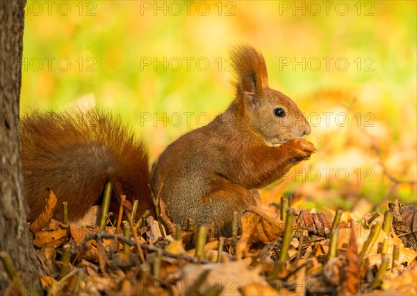 Eurasian squirrel or eurasian red squirrel
