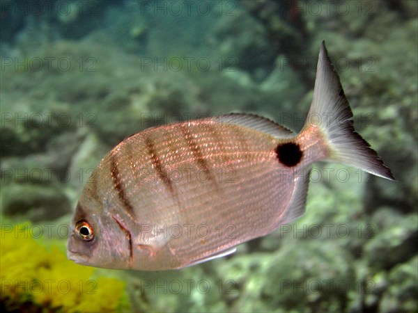 White seabream