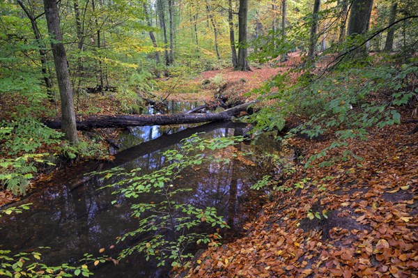 Stream in autumn