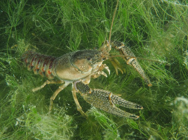 Crayfish