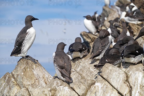 Common guillemots perch on sheer rock on Hornoeya Island