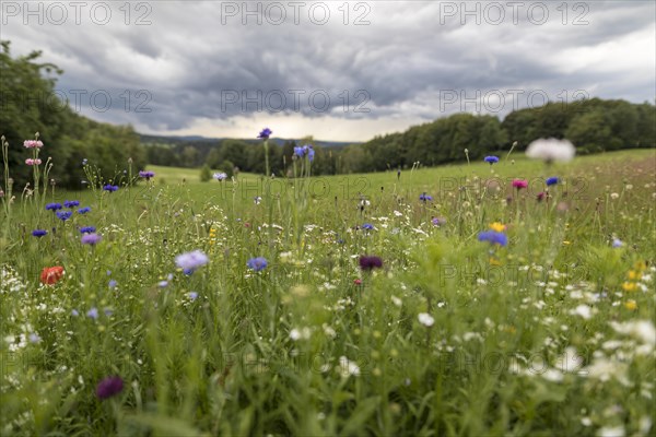 Rainy weather with meadow and farm