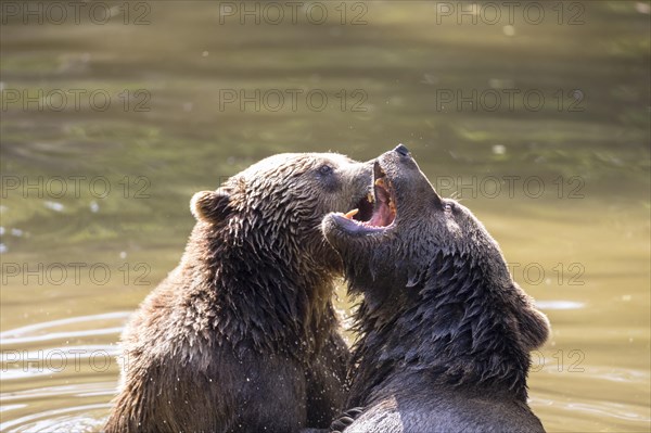 Brown bear in the animal enclosure