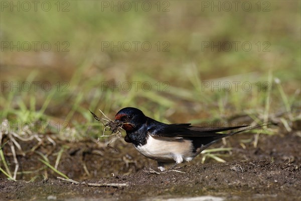 Barn swallow