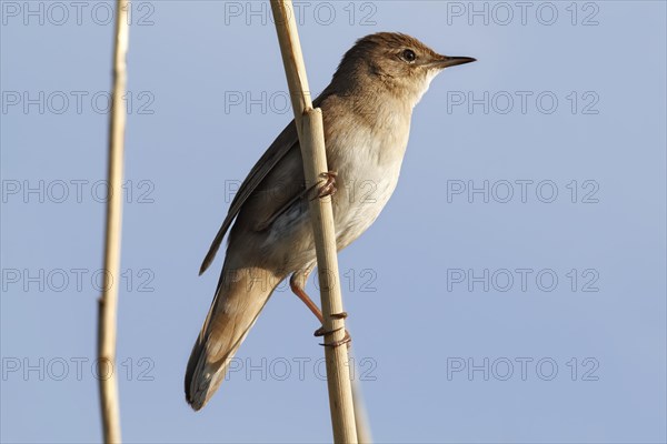 Savi's warbler