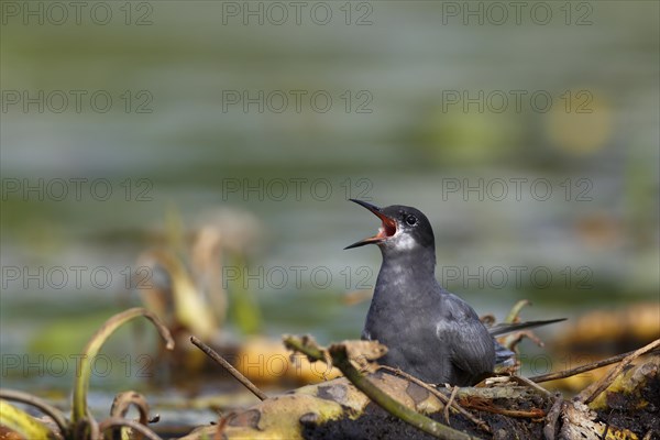 Black Tern