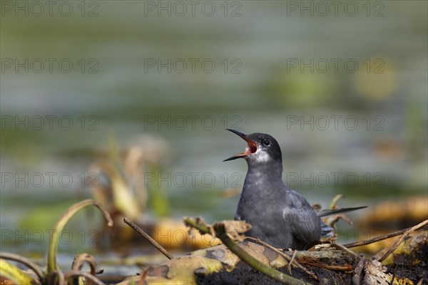 Black Tern