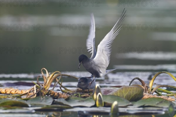 Black Tern