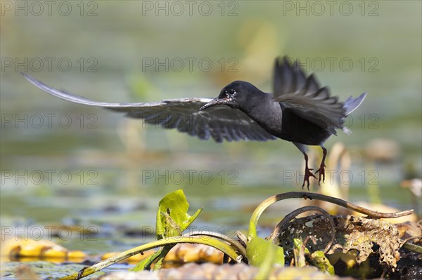 Black Tern