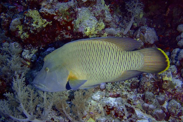 Humphead wrasse