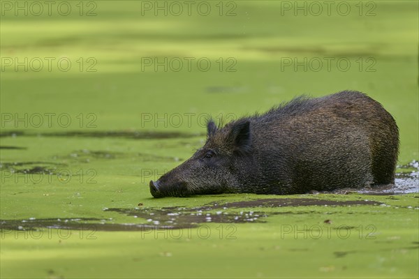 Wild boar