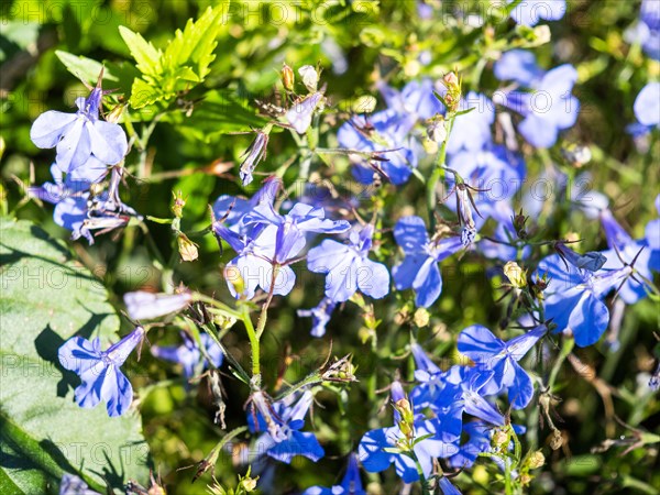 Male chaff or blue lobelia