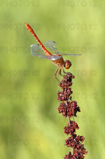 Ruddy darter