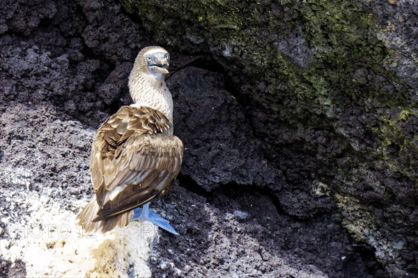 Blue-footed Booby