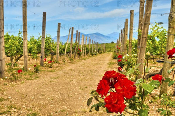 Beautiful landscape with rows of vines