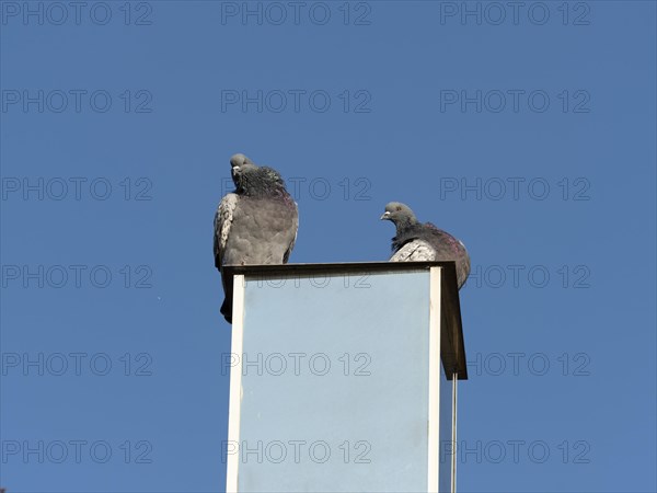 Domestic pigeon