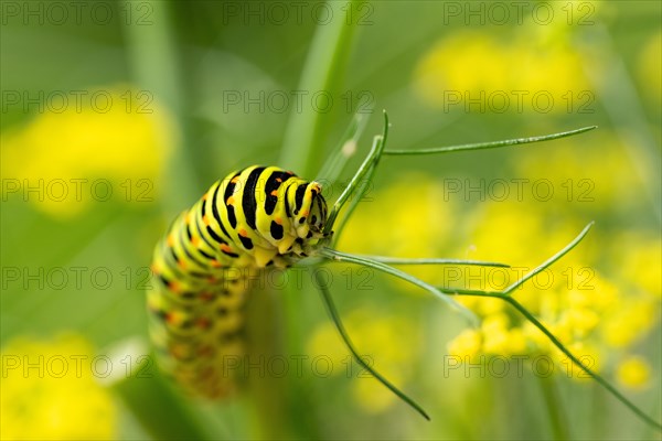 Swallowtail