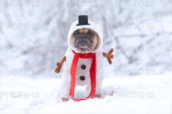 French Bulldog dog dressed up as snowman with funny full body suit costume with red scarf