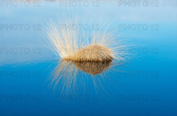 Moor-grass