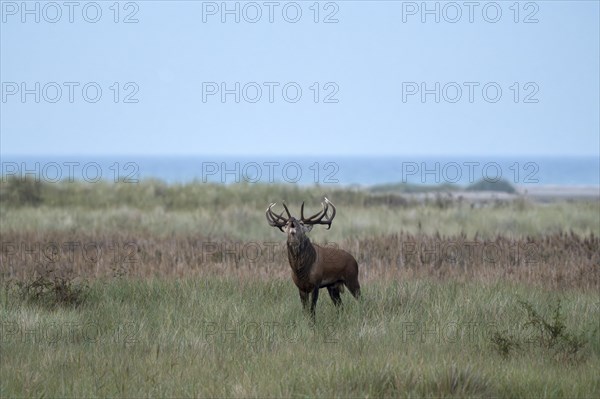 Red deer