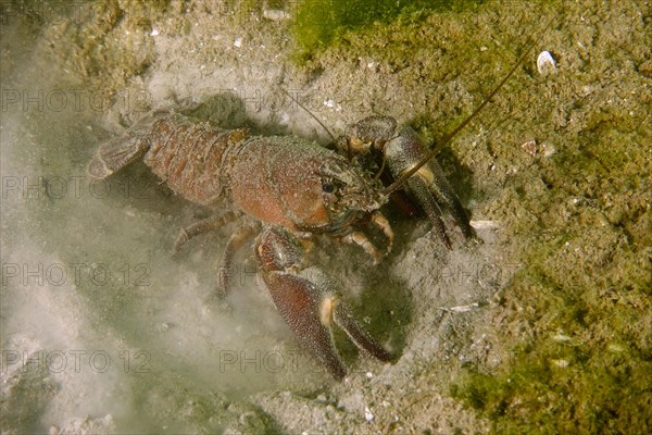 European crayfish