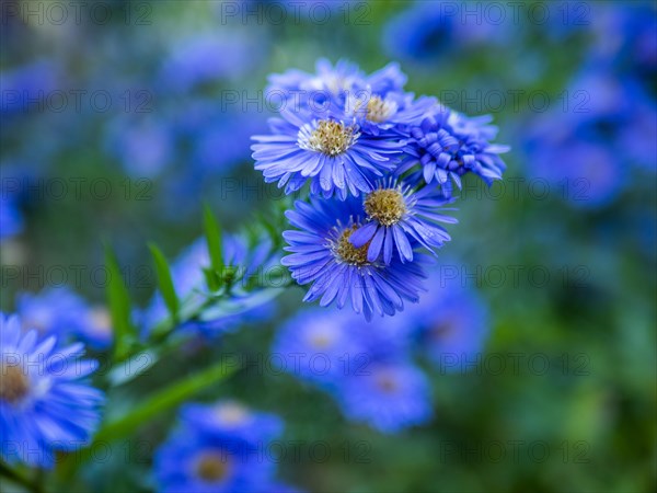 Autumn aster