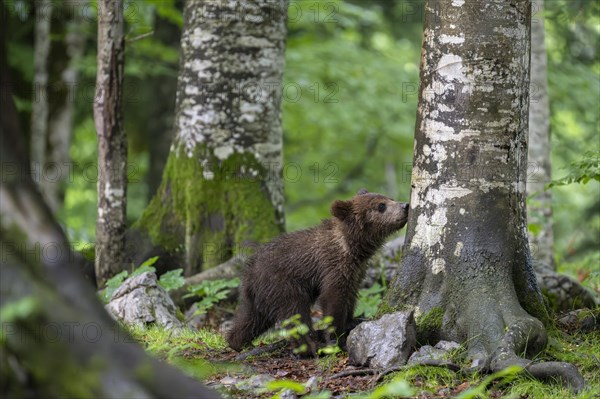 European brown bear