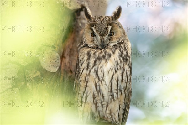 Long-eared owl