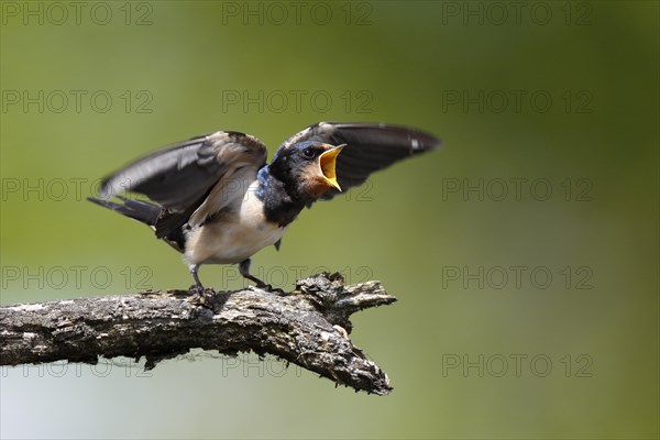 Barn swallow