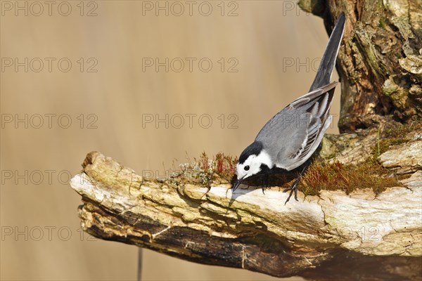 White wagtail