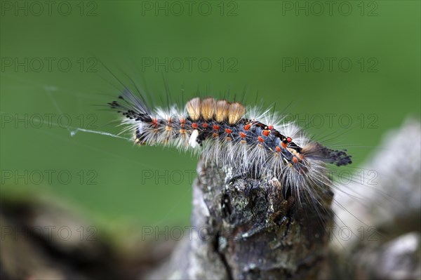 Blackthorn brush moth