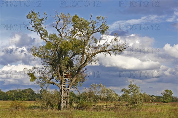 Poor hunting stand at a pasture on the Elbe meadows