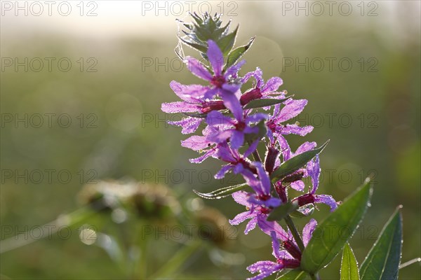 Purple loosestrife