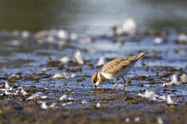 Little Ringed Plover