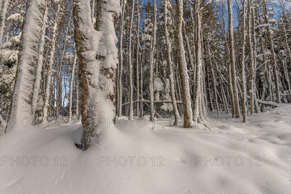 Wooded forest in the snowy mountains in winter. Vosges