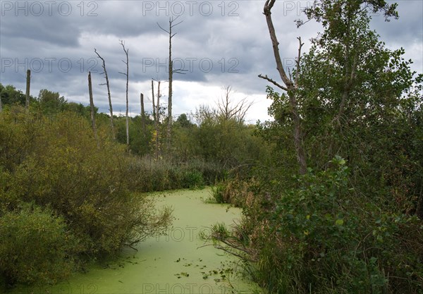 Moor at Eichwerdersteg in Luebars