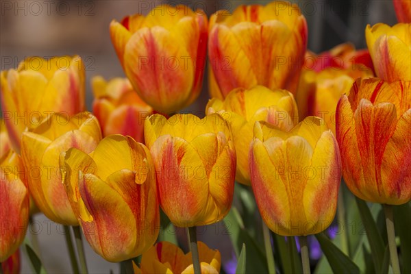 Yellow-red tulips