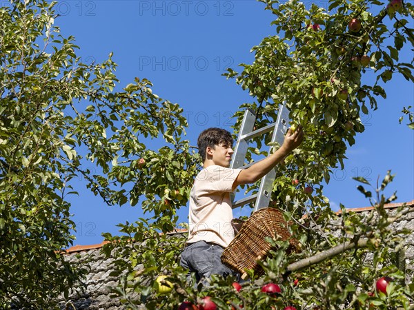 Young man on ladder picking apples on tree