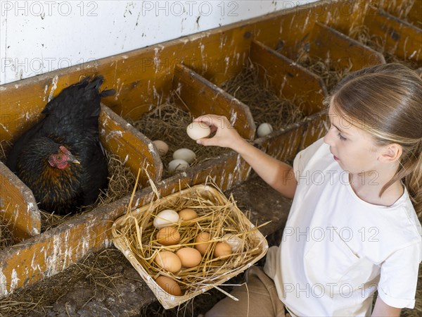 Boy collecting eggs from the nests into a basket in the henhouse