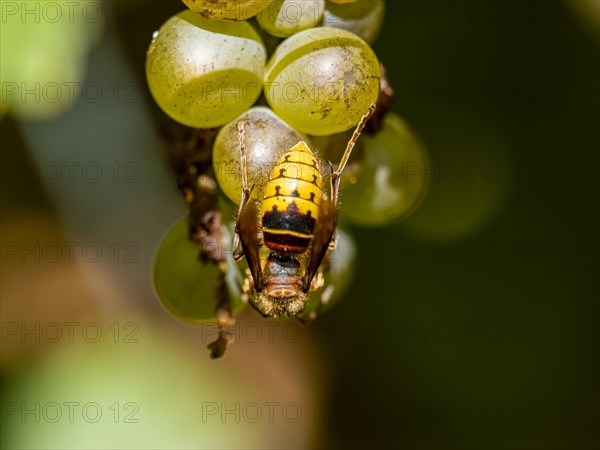 European hornet