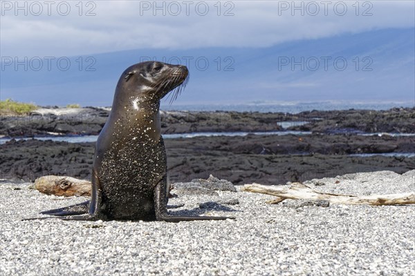 Galapagos sea lion