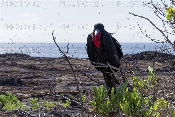 Great frigatebird