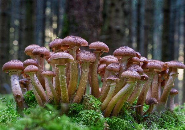 Honey fungus