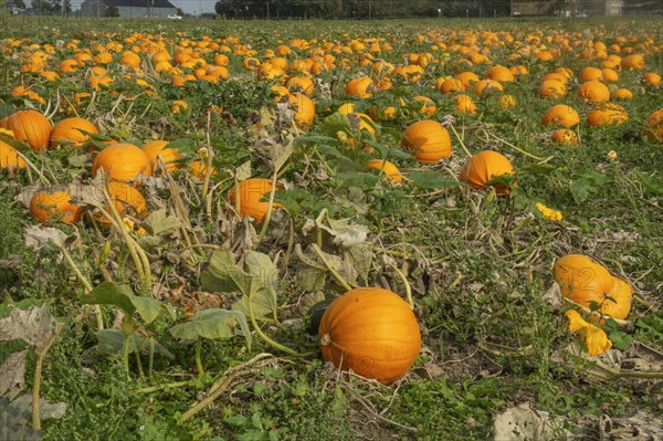Pumpkin field with ripe pumpkins in Loederup