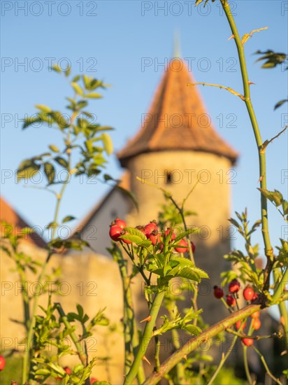 The red fruits of the rosehip