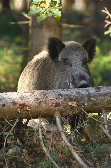 Wild boar